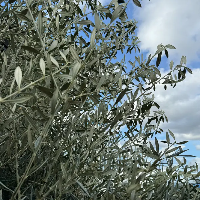 Olea europaea 'Smooth Trunk' 125L (Tree Height from Trunk base 240cm)  Olive Tree - image 2