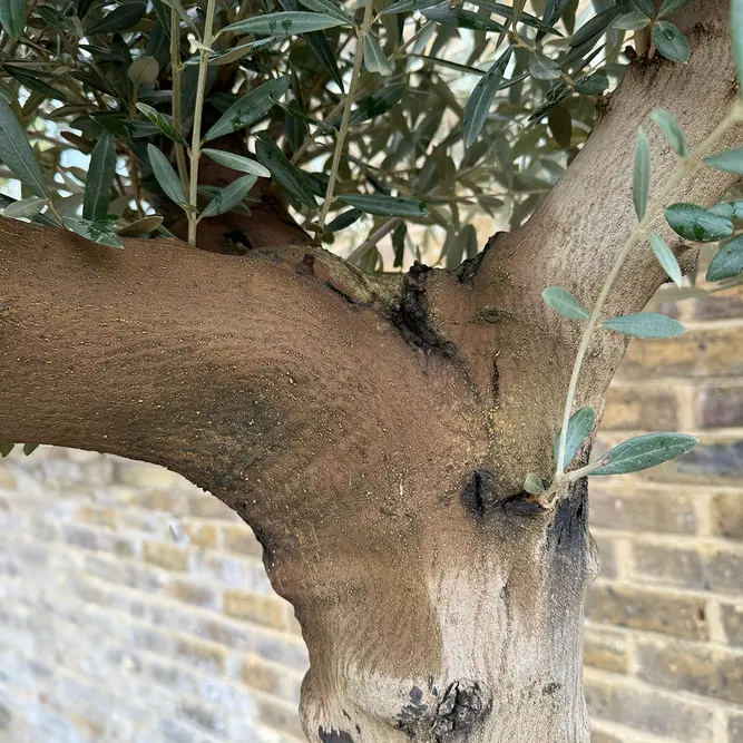 Olea europaea 'Smooth Trunk' 125L (Tree Height from Trunk base 240cm)  Olive Tree - image 5