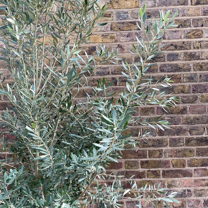 Olea europaea Standard, Loose head (16-18cm stem girth) Olive Tree - image 2