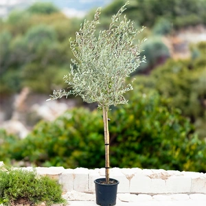Olea europaea Standard Loose Head (Pot Size 15L) Olive Tree - image 1