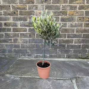 Olea europaea Standard Mini Stem (Pot Size 2L) Olive Tree