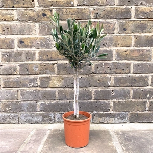 Olea europaea Standard Mini Stem (Pot Size 15cm) Olive Tree