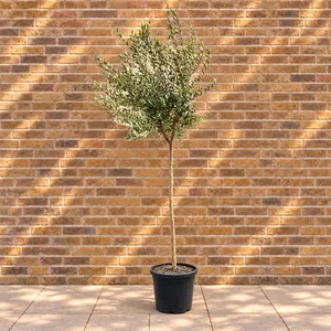 Olea europaea Standard (Pot Size 25L) Olive Tree