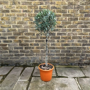 Olea europaea Standard (Pot Size 9L) Olive Tree - image 1