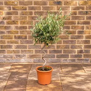 Olea europaea Standard Spiral (4L) Spiral Stem Olive Tree