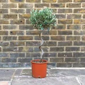 Olea europaea Standard Spiral (4L) Spiral Stem Olive Tree