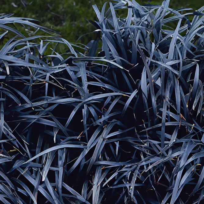 Black Mondo Grass - Ophiopogon planiscapus Nigrescens