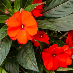 Orange New Guinea Impatiens (13cm pot) - image 1