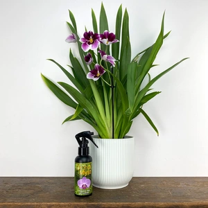Orchid Gift Set – Miltonia 'Magenta' • Plant Pot • Orchid Myst - image 1