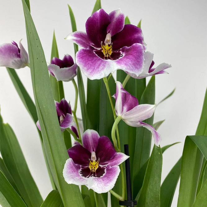 Orchid Gift Set – Miltonia 'Magenta' • Plant Pot • Orchid Myst - image 2