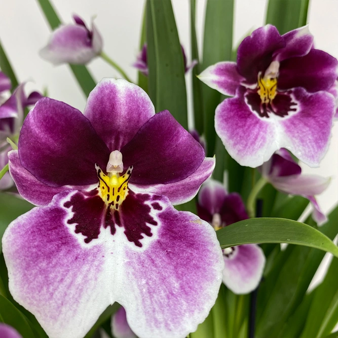Orchid Gift Set – Miltonia 'Magenta' • Plant Pot • Orchid Myst - image 3