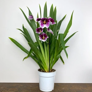 Orchid Gift Set – Miltonia 'Magenta' • Plant Pot • Orchid Myst - image 4