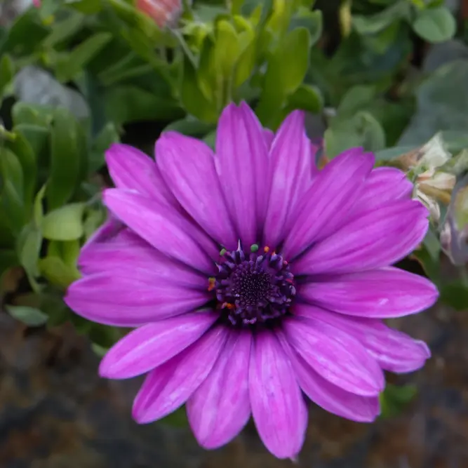 Osteospermum 'Bacia' (Pot Size 10.5cm) - African Daisy