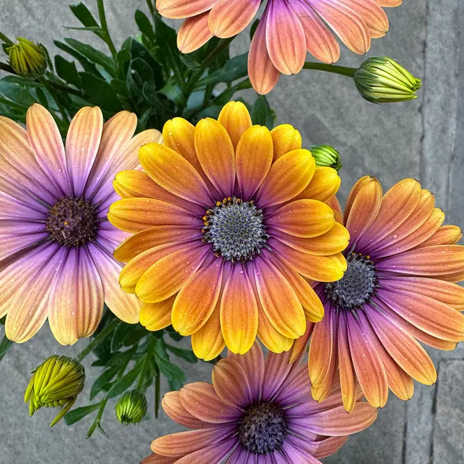 Osteospermum 'Blushing Beauty' (Pot Size 1L) - African Daisy - image 1