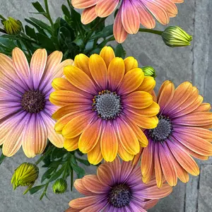 Osteospermum 'Blushing Beauty' (Pot Size 1L) - African Daisy - image 1