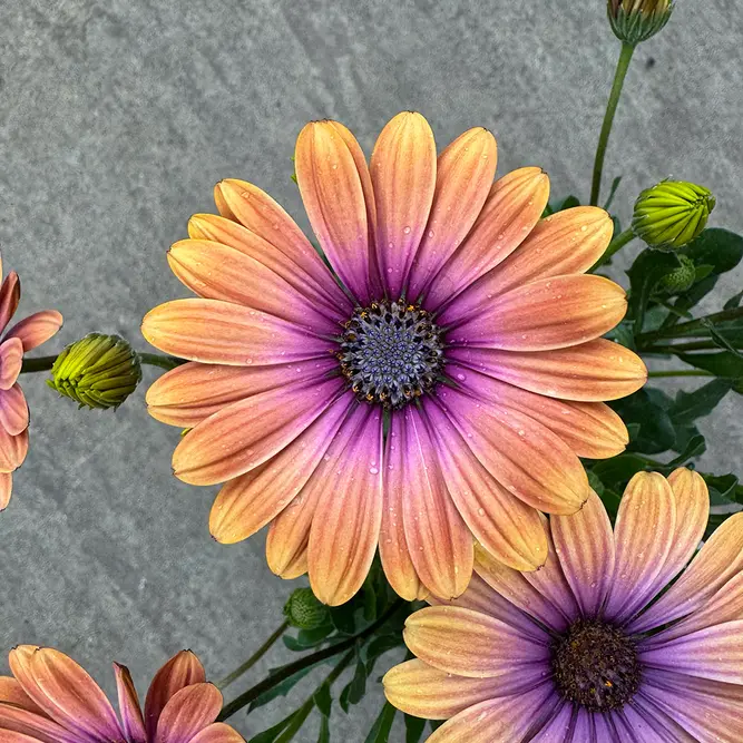 Osteospermum 'Blushing Beauty' (Pot Size 1L) - African Daisy - image 2