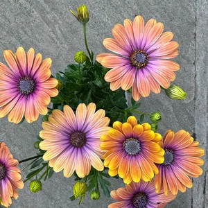 Osteospermum 'Blushing Beauty' (Pot Size 1L) - African Daisy - image 3