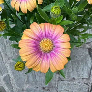 Osteospermum 'Blushing Beauty' (Pot Size 1L) - African Daisy - image 4