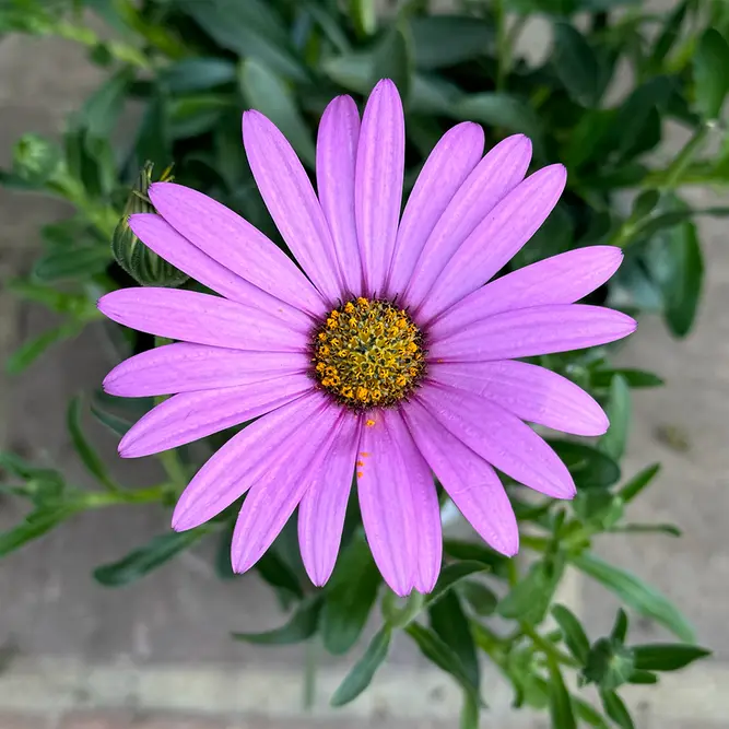 Osteospermum 'Compactum' (Pot Size 3L) - African Daisy - image 1