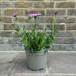 Osteospermum 'Compactum' (Pot Size 3L) - African Daisy - image 2