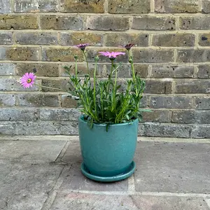 Osteospermum 'Compactum' (Pot Size 3L) - African Daisy - image 3