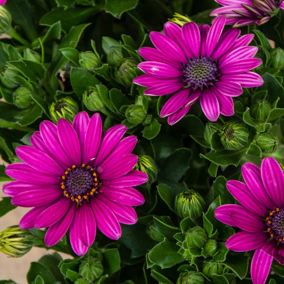 Osteospermum 'Lavender' (Pot Size 10.5cm) - African Daisy - The Boma ...