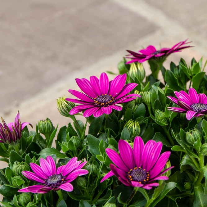 Osteospermum 'Lavender' (Pot Size 10.5cm) - African Daisy - image 4