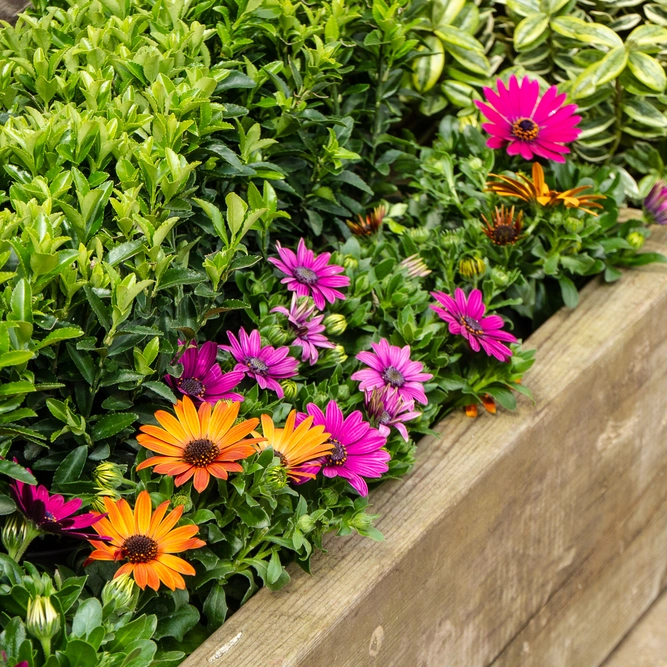 Osteospermum 'Lavender' (Pot Size 10.5cm) - African Daisy - image 6