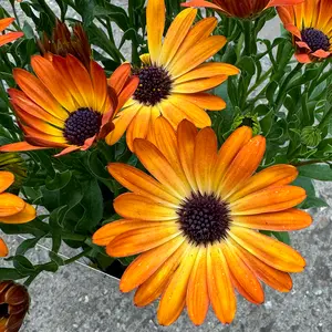 Osteospermum 'Sunshine Beauty' (Pot Size 1L) African Daisy - image 1