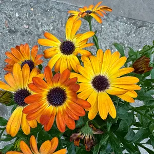 Osteospermum 'Sunshine Beauty' (Pot Size 1L) African Daisy - image 2