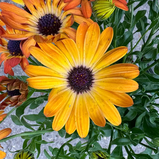 Osteospermum 'Sunshine Beauty' (Pot Size 1L) African Daisy - image 3