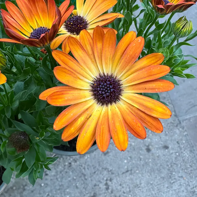 Osteospermum 'Sunshine Beauty' (Pot Size 1L) African Daisy - image 4