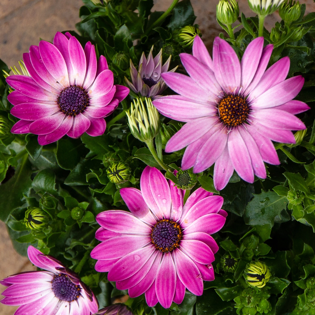 Osteospermum 'Tst Pink' (Pot Size 10.5cm) - African Daisy - The Boma ...