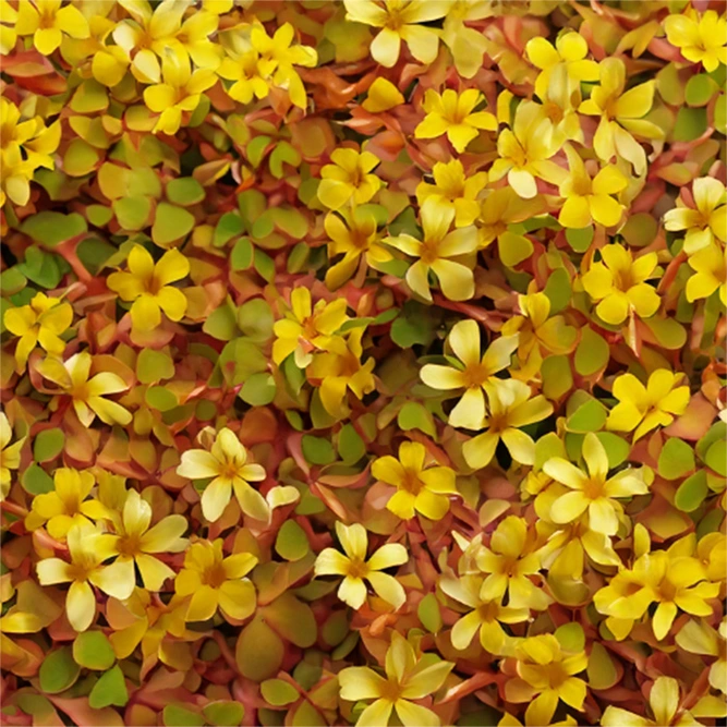 Oxalis Spiralis 'Sunset Velvet' (Pot Size 13cm) Sunset Velvet Oxalis