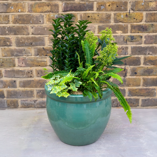 Oxford Evergreen Planter