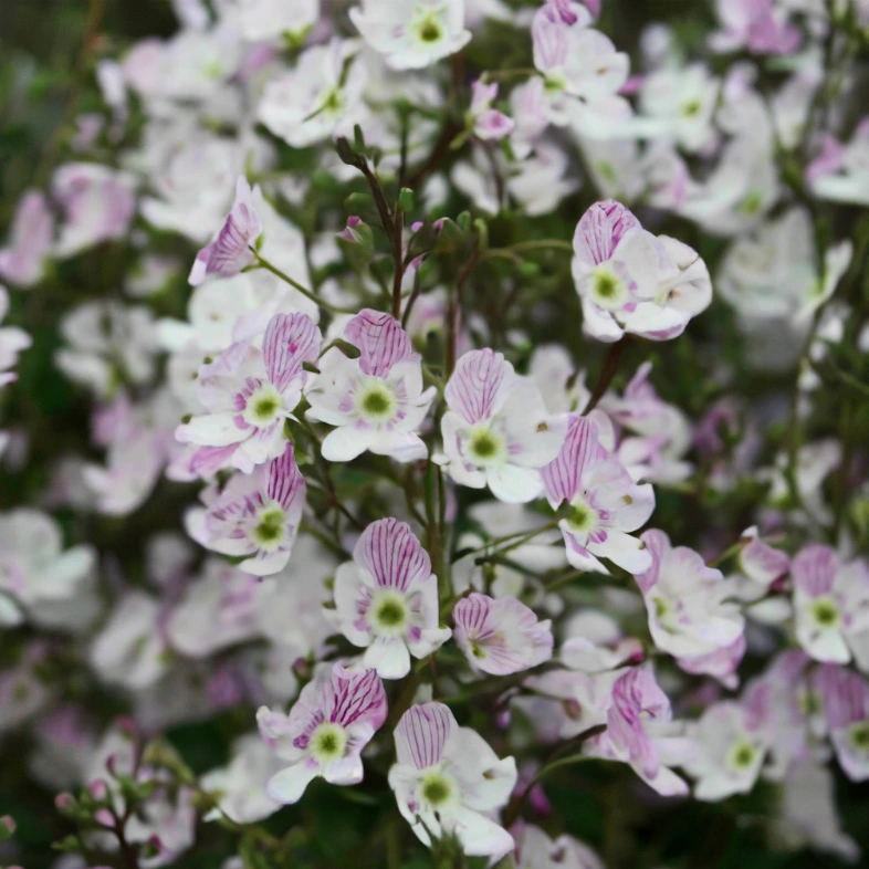 Parahebe 'Pink Delight' (Pot Size 2L) - The Boma Garden Centre