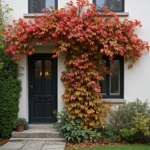 Parthenocissus Engelmanii (Pot Size 3L) Engelmann’s Virginia Creeper - image 1