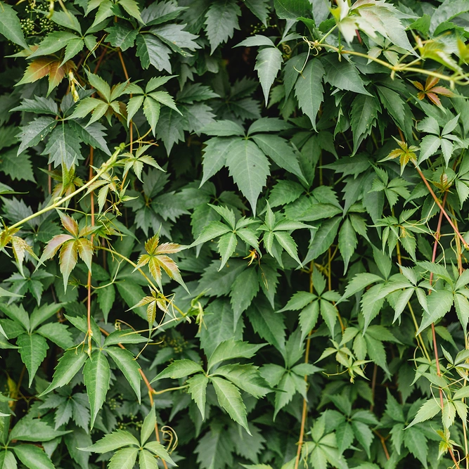 Parthenocissus Engelmanii (Pot Size 3L) Engelmann’s Virginia Creeper - image 2