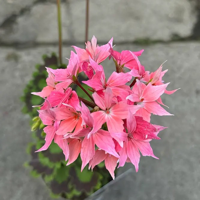 Pelargonium ‘Fireworks Salmon’ (Pot Size 1L) Fireworks Salmon Geranium - image 1