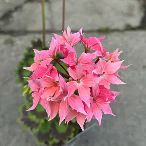 Pelargonium ‘Fireworks Salmon’ (Pot Size 1L) Fireworks Salmon Geranium - image 1