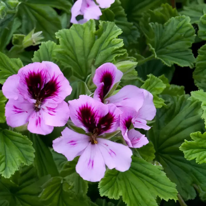 Pelargonium 'Scent Orange' (Pot Size 12cm) Orange Scented Geranium - image 1