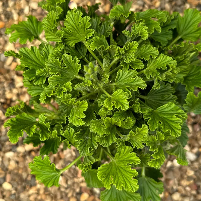 Pelargonium 'Scent Orange' (Pot Size 12cm) Orange Scented Geranium - image 2