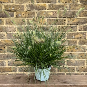 Pennisetum alopecuroides ‘Little Bunny’ (Pot Size 17cm) Dwarf Fountain Grass - image 1