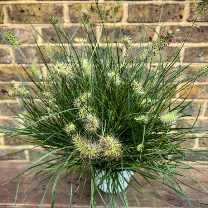 Pennisetum alopecuroides ‘Little Bunny’ (Pot Size 17cm) Dwarf Fountain Grass - image 2