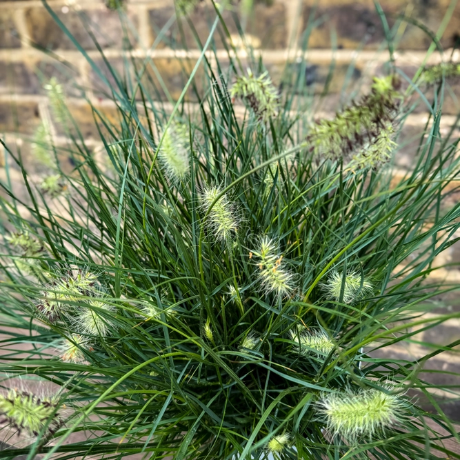 Pennisetum alopecuroides ‘Little Bunny’ (Pot Size 17cm) Dwarf Fountain Grass - image 3