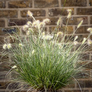 Pennisetum alopecuroides ‘Little Honey’ (Pot Size 17cm) Dwarf Variegated Fountain Grass - image 1