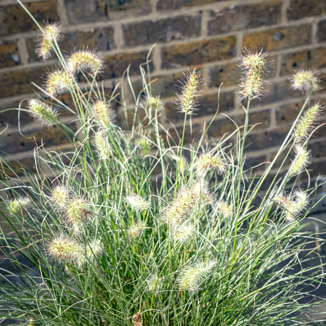 Pennisetum alopecuroides ‘Little Honey’ (Pot Size 17cm) Dwarf Variegated Fountain Grass - image 2