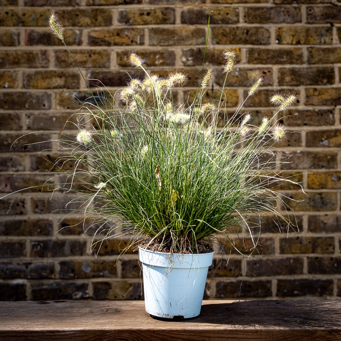 Pennisetum alopecuroides ‘Little Honey’ (Pot Size 17cm) Dwarf Variegated Fountain Grass - image 3