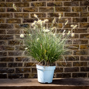 Pennisetum alopecuroides ‘Little Honey’ (Pot Size 17cm) Dwarf Variegated Fountain Grass - image 3