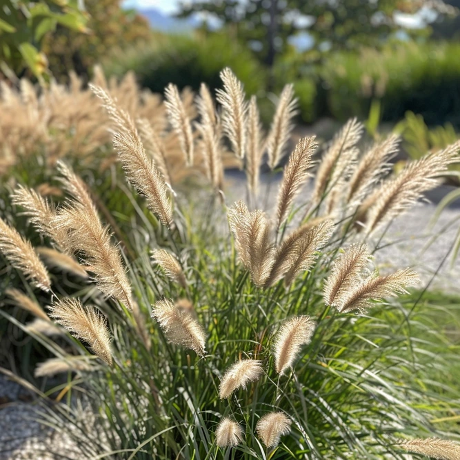 Pennisetum  (Pot Size 19cm) Fountain Grass